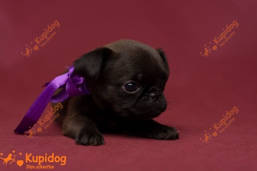 El cachorro de la Pti Brabanson.