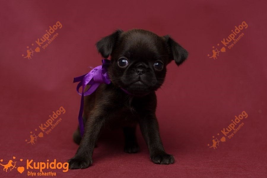 El cachorro de la Pti Brabanson.