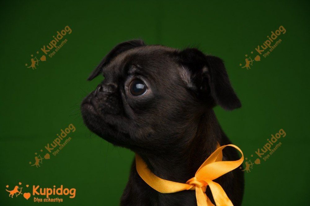 Chiot Petit Brabanson.