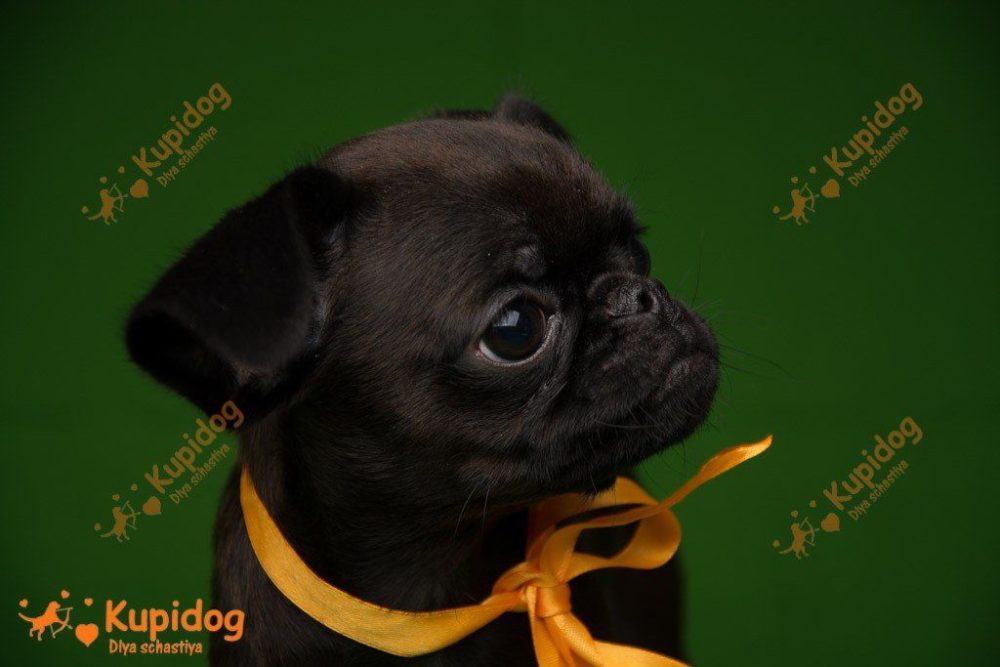 Chiot Petit Brabanson.