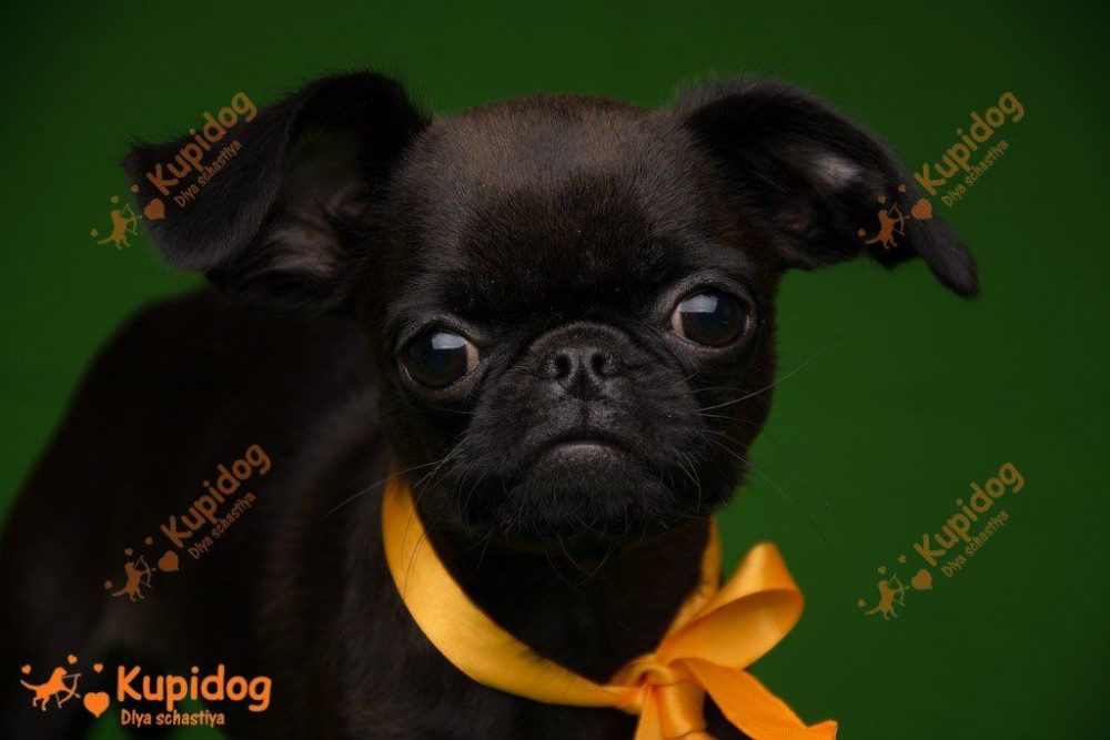 Chiot Petit Brabanson.