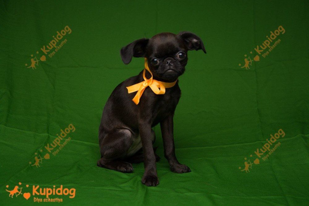 Chiot Petit Brabanson.