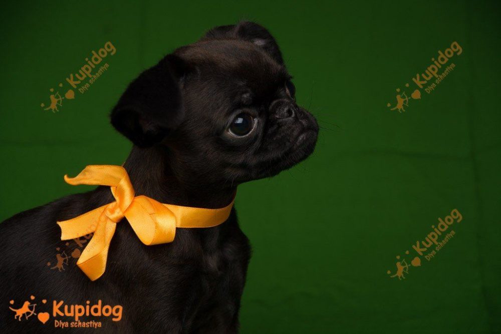 Chiot Petit Brabanson.