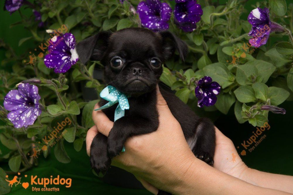 Chiot Petit Brabancon