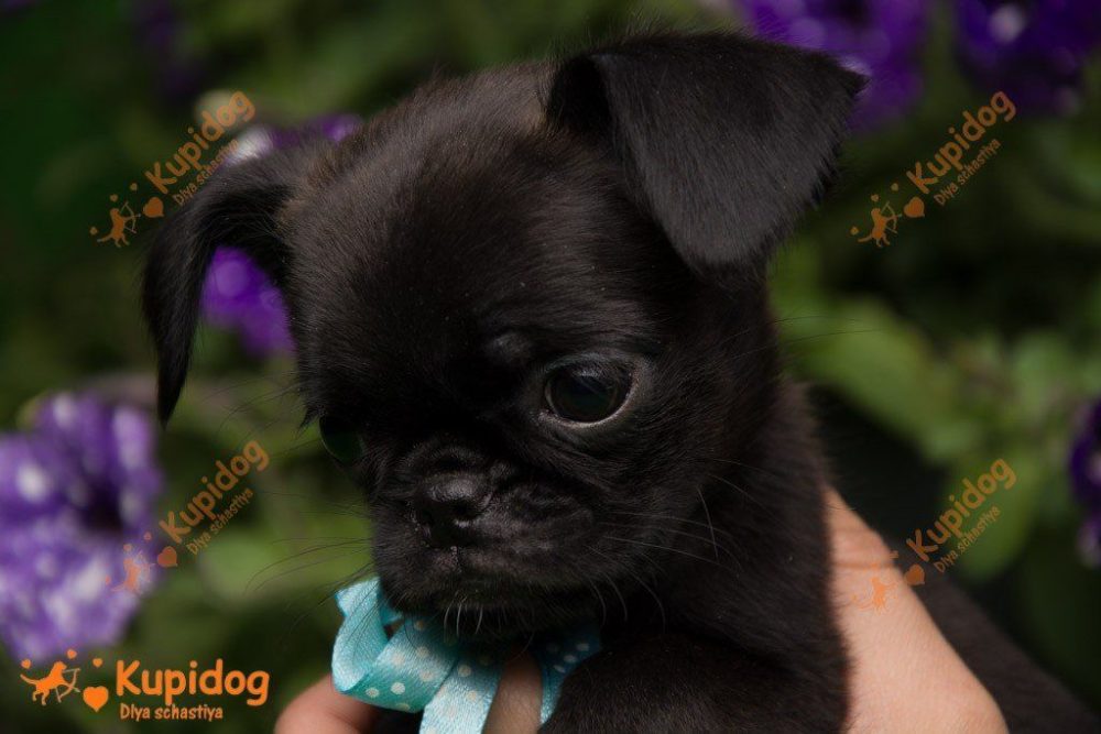 Chiot Petit Brabancon