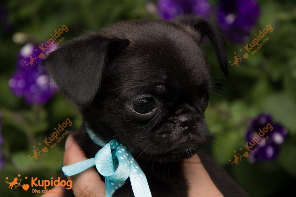 Chiot Petit Brabancon