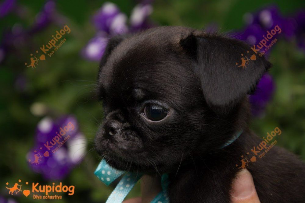 Chiot Petit Brabancon