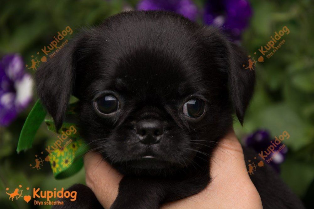 Kaufen Sie einen Welpen aus dem Zwinger Dlya Schastiya.