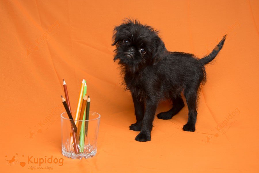 teacup brussels griffon puppies for sale