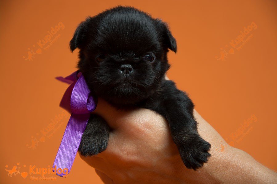 Brussels Griffon for Sale