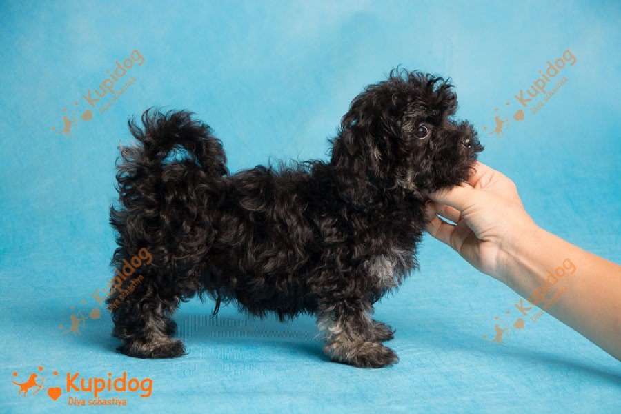 toy bolonka puppies for sale
