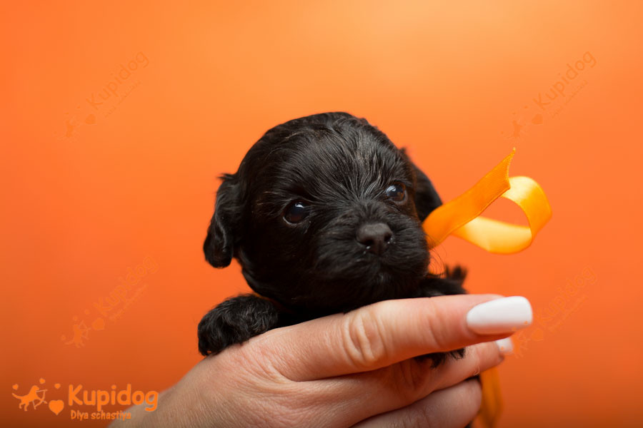 Cachorro Ruso Tsvetnaya Bolonka