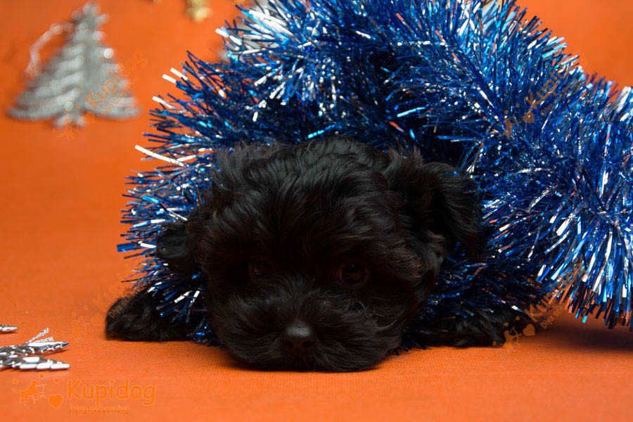 Cachorro Ruso Tsvetnaya Bolonka