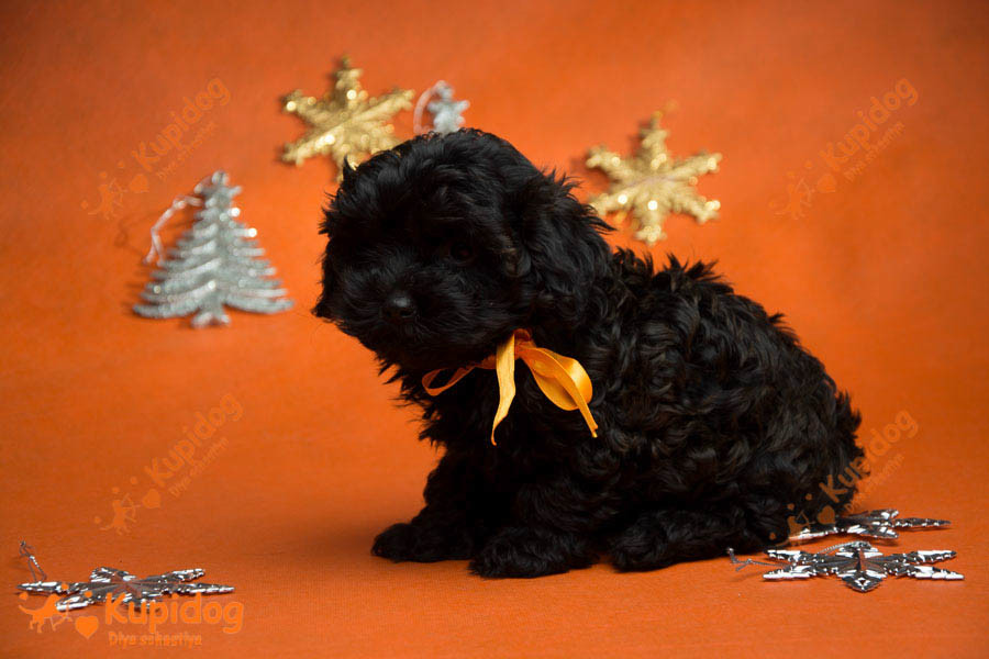 Cachorro Ruso Tsvetnaya Bolonka