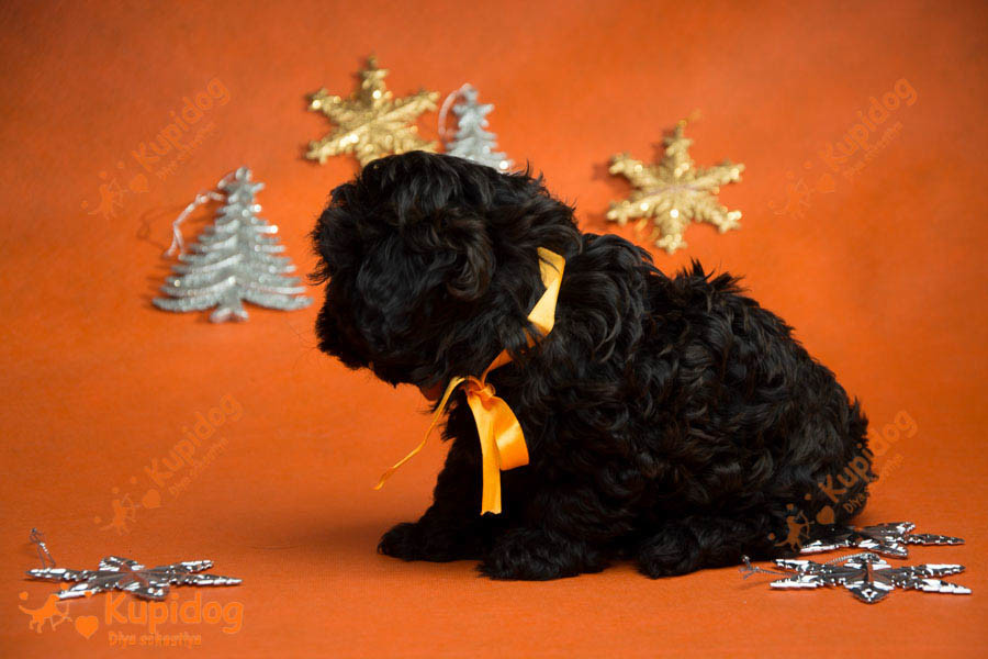 Cachorro Ruso Tsvetnaya Bolonka
