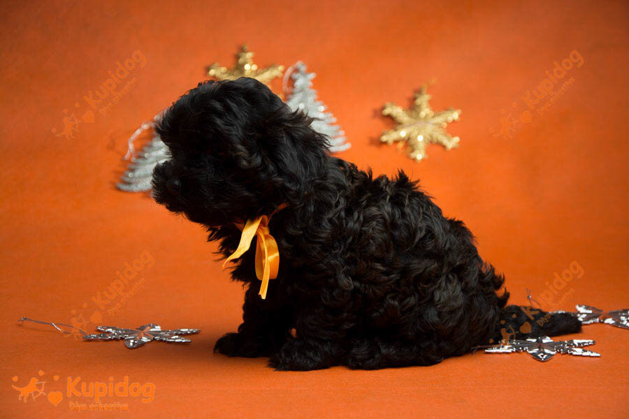 Cachorro Ruso Tsvetnaya Bolonka