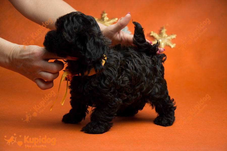Cachorro Ruso Tsvetnaya Bolonka