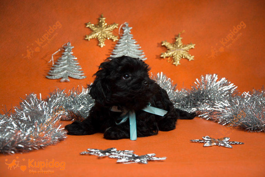 Chiot russe Tsvetnaya Bolonka