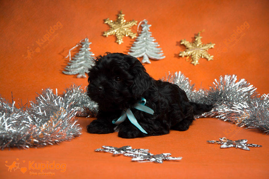Chiot russe Tsvetnaya Bolonka