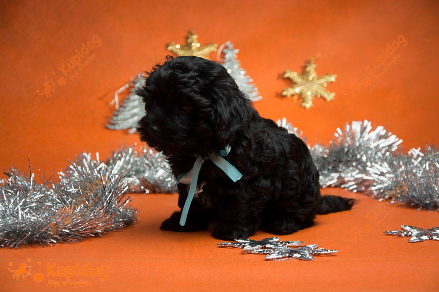 Chiot russe Tsvetnaya Bolonka