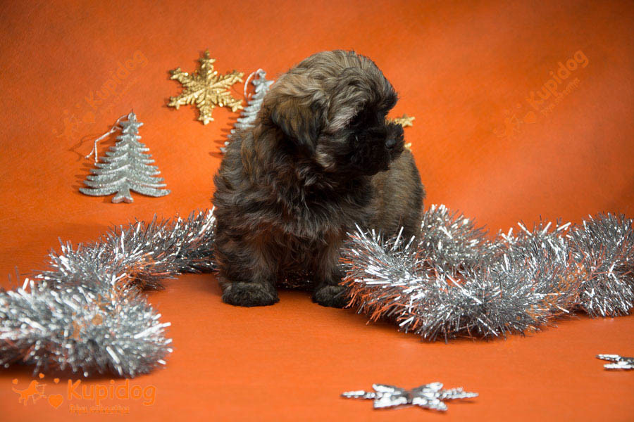 Cachorro Ruso Tsvetnaya Bolonka
