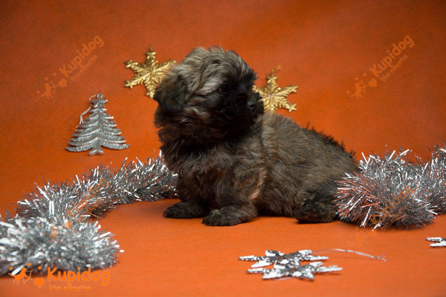 Cachorro Ruso Tsvetnaya Bolonka