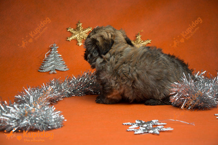 Cachorro Ruso Tsvetnaya Bolonka