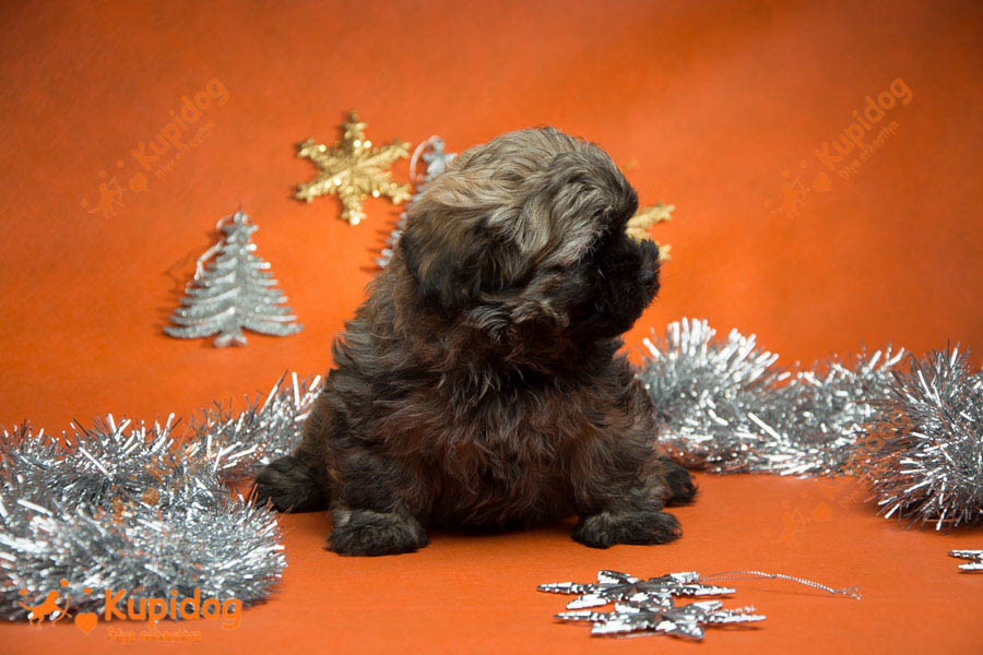 Cachorro Ruso Tsvetnaya Bolonka