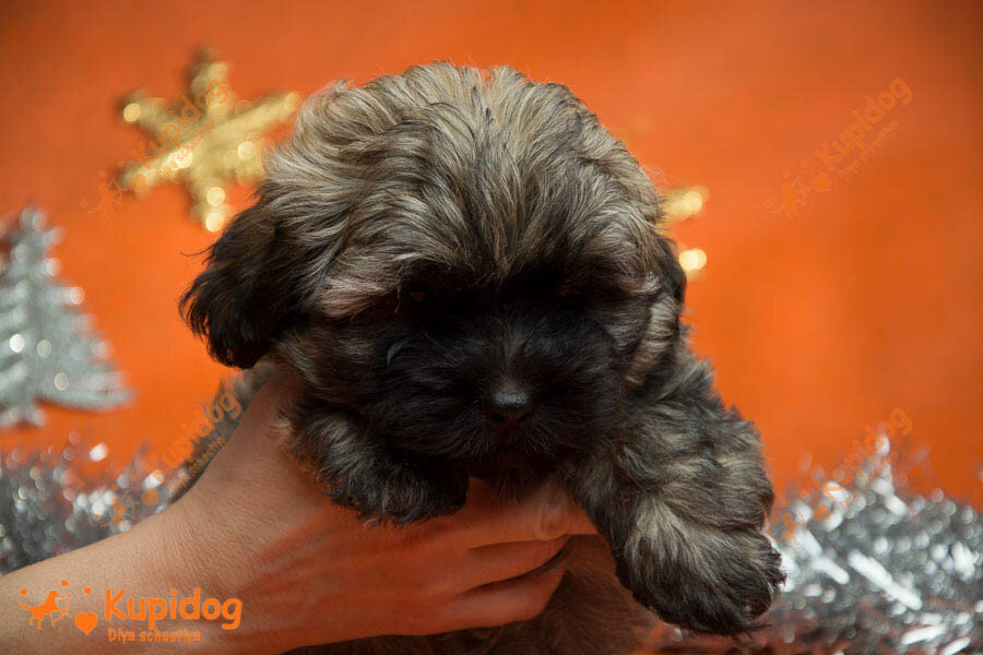Cachorro Ruso Tsvetnaya Bolonka