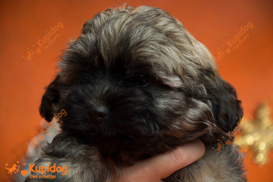 Cachorro Ruso Tsvetnaya Bolonka