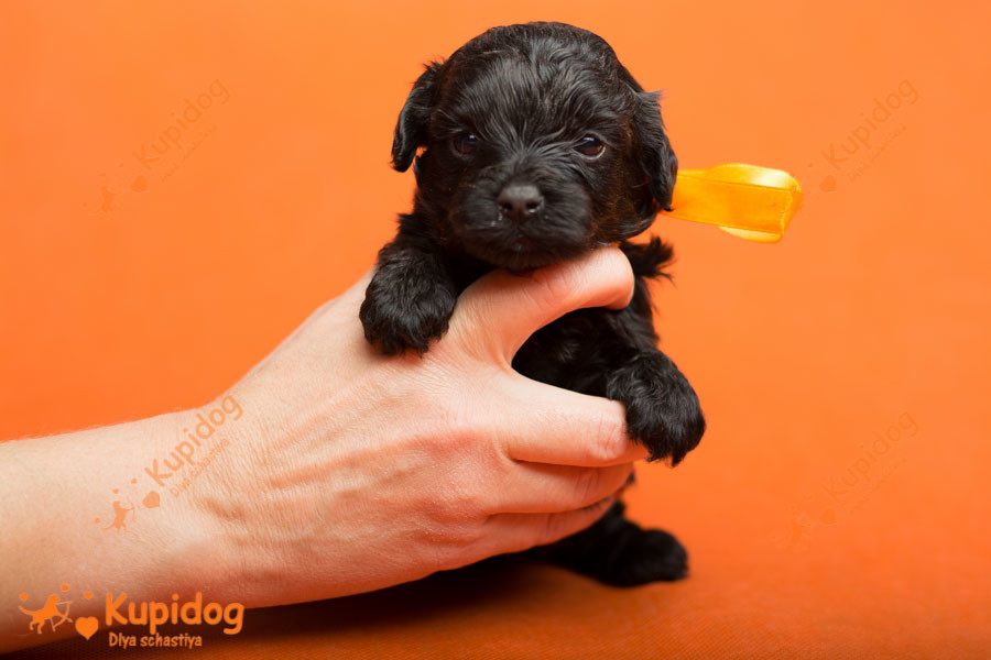 Cachorro Ruso Tsvetnaya Bolonka