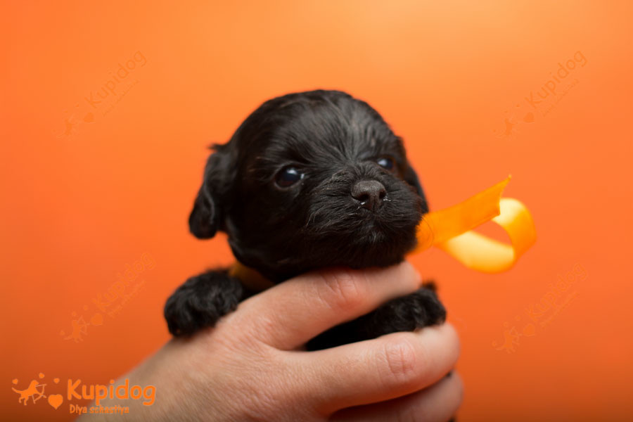 Cachorro Ruso Tsvetnaya Bolonka