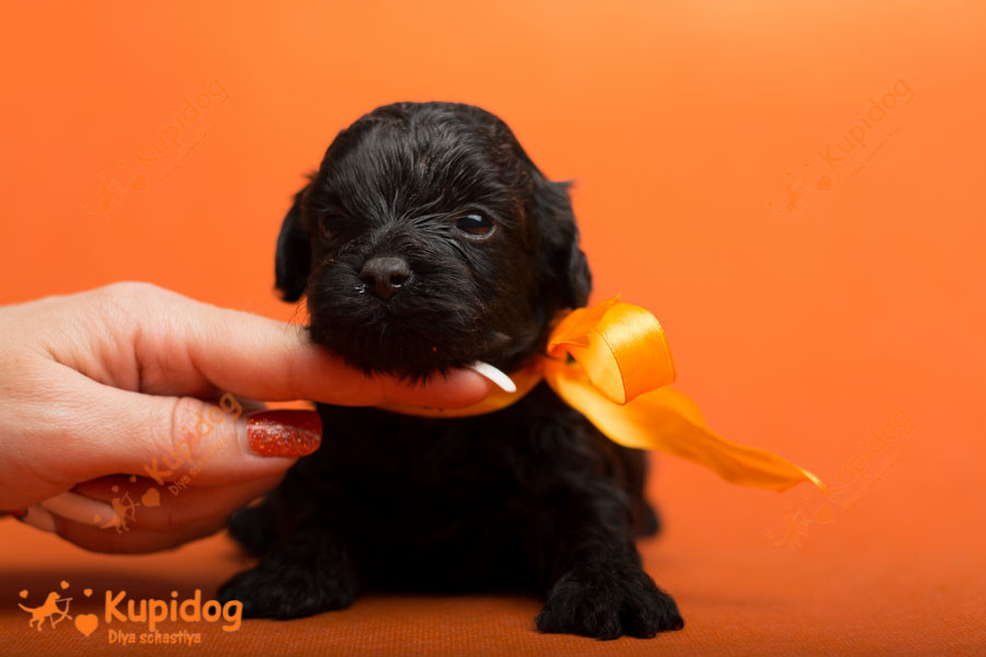 Cachorro Ruso Tsvetnaya Bolonka