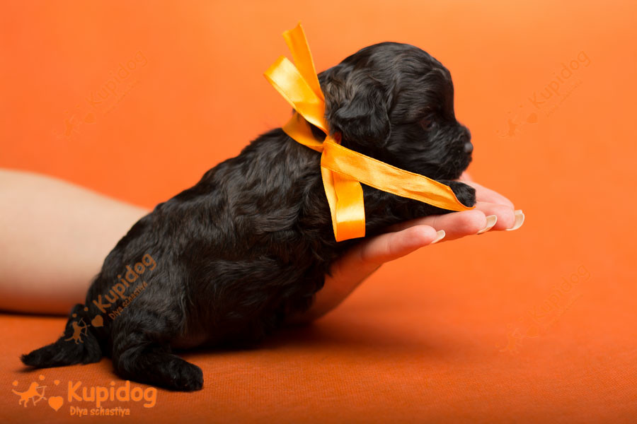 Cachorro Ruso Tsvetnaya Bolonka
