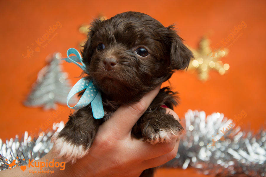 Cachorro Ruso Tsvetnaya Bolonka