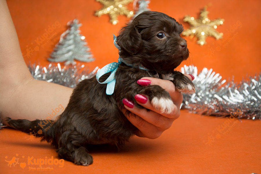 Cachorro Ruso Tsvetnaya Bolonka