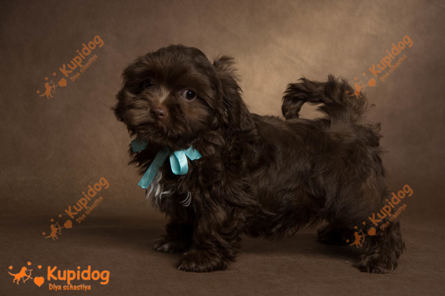 Cachorro Ruso Tsvetnaya Bolonka