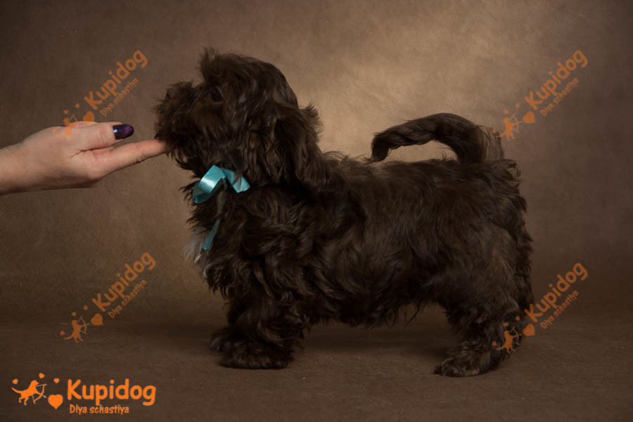 Cachorro Ruso Tsvetnaya Bolonka