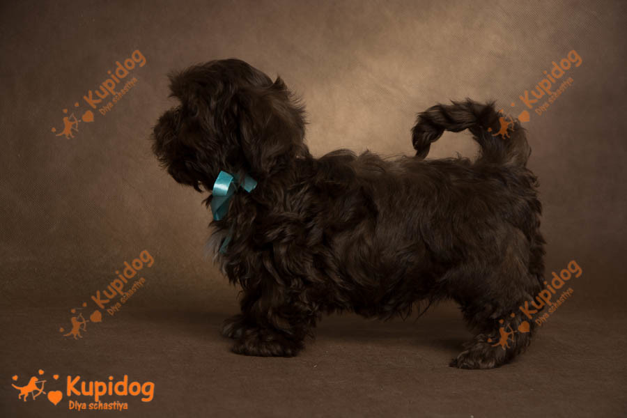 Cachorro Ruso Tsvetnaya Bolonka