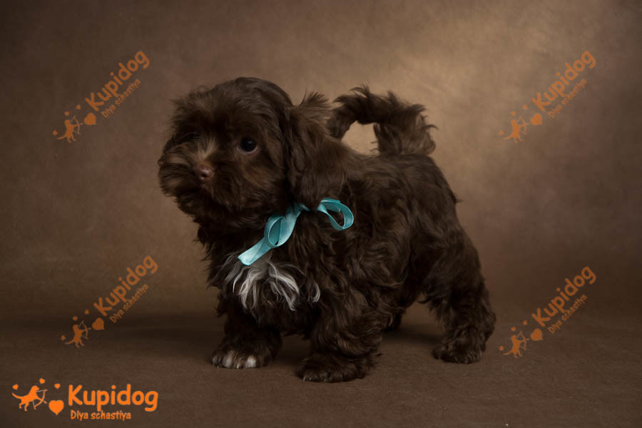 Cachorro Ruso Tsvetnaya Bolonka