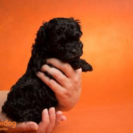 Russian Tsvetnaya Bolonka puppies for sale