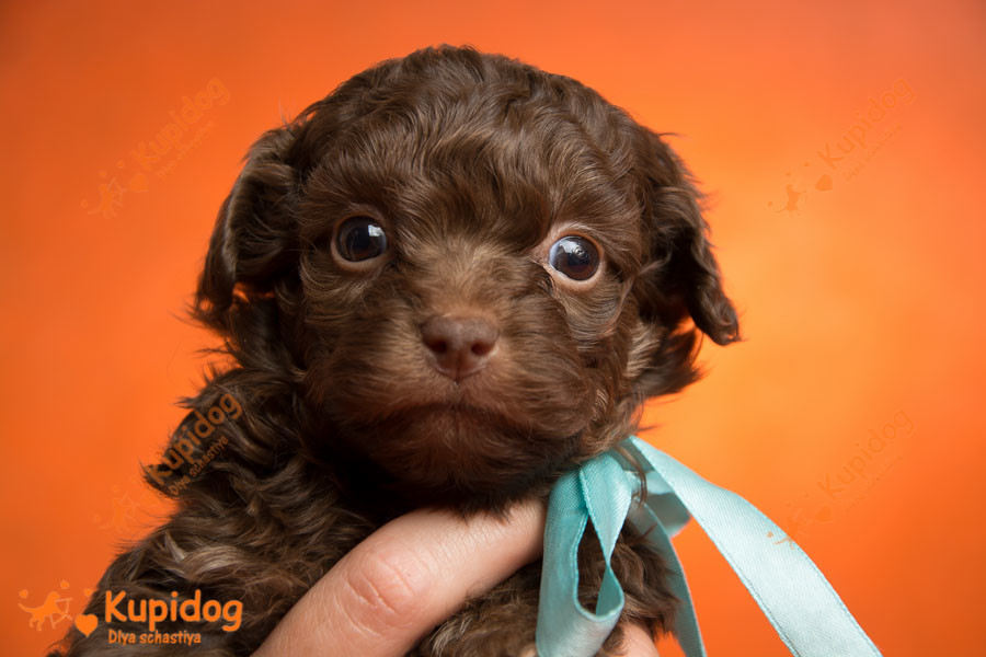 Puppies Russian Tsvetnaya Bolonka