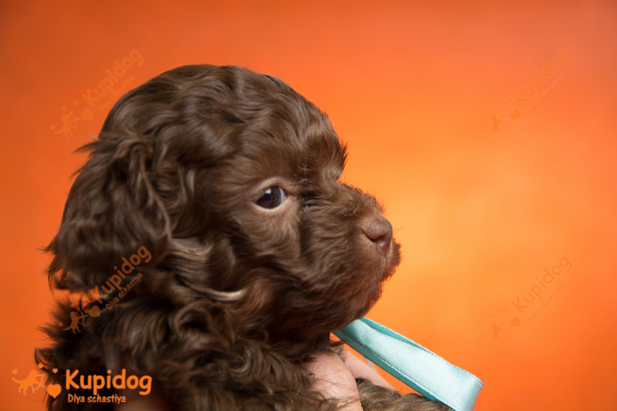 Puppies Russian Tsvetnaya Bolonka