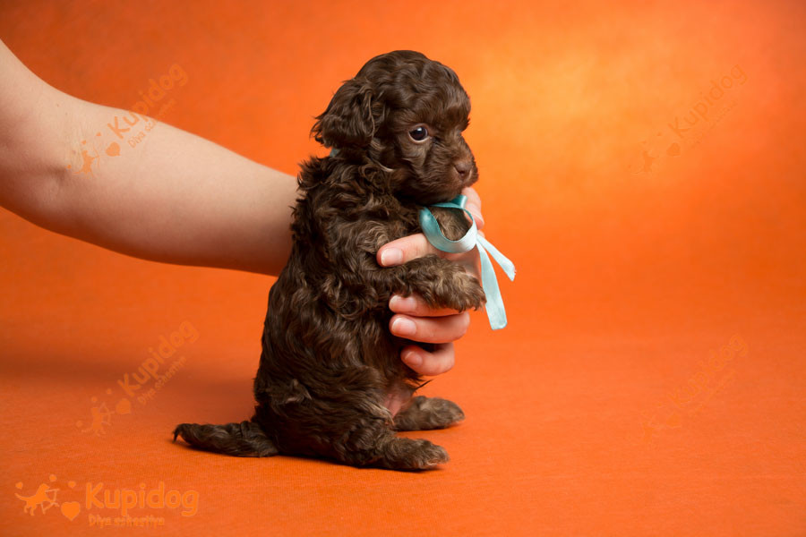 Puppies Russian Tsvetnaya Bolonka