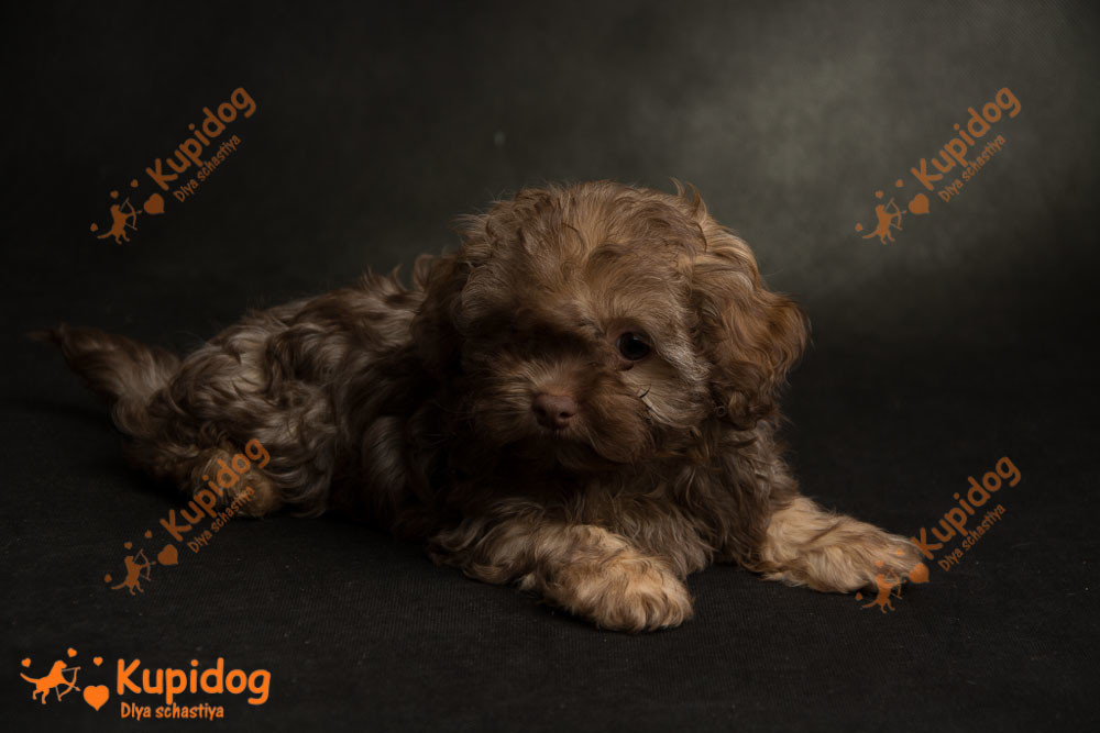 Chiot russe Tsvetnaya Bolonka