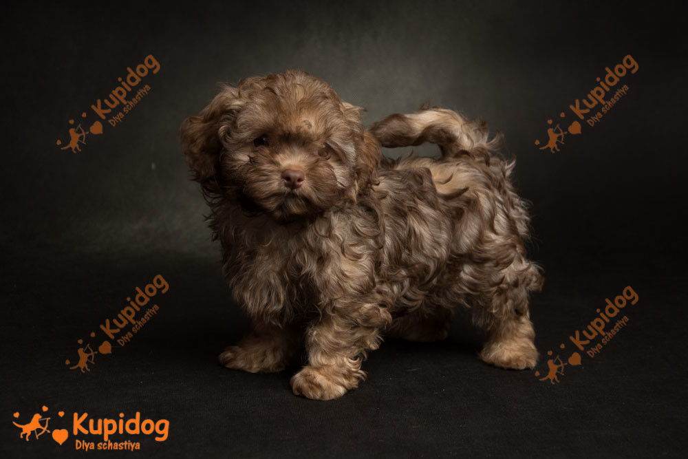 Chiot russe Tsvetnaya Bolonka