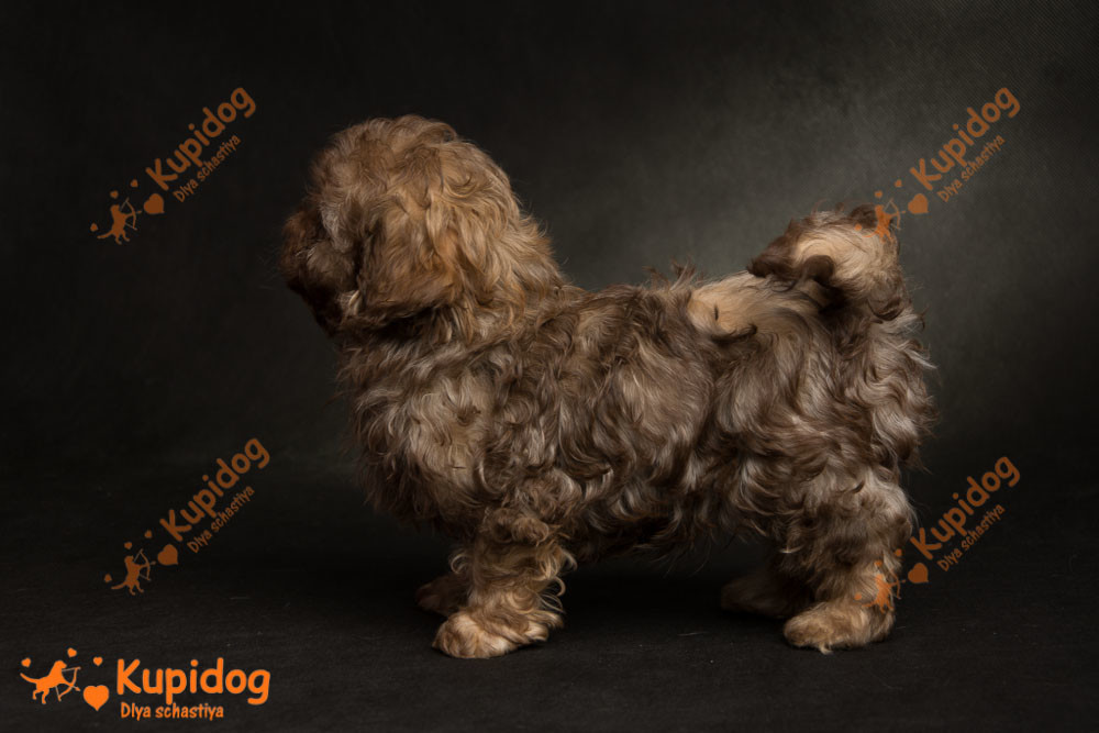Chiot russe Tsvetnaya Bolonka