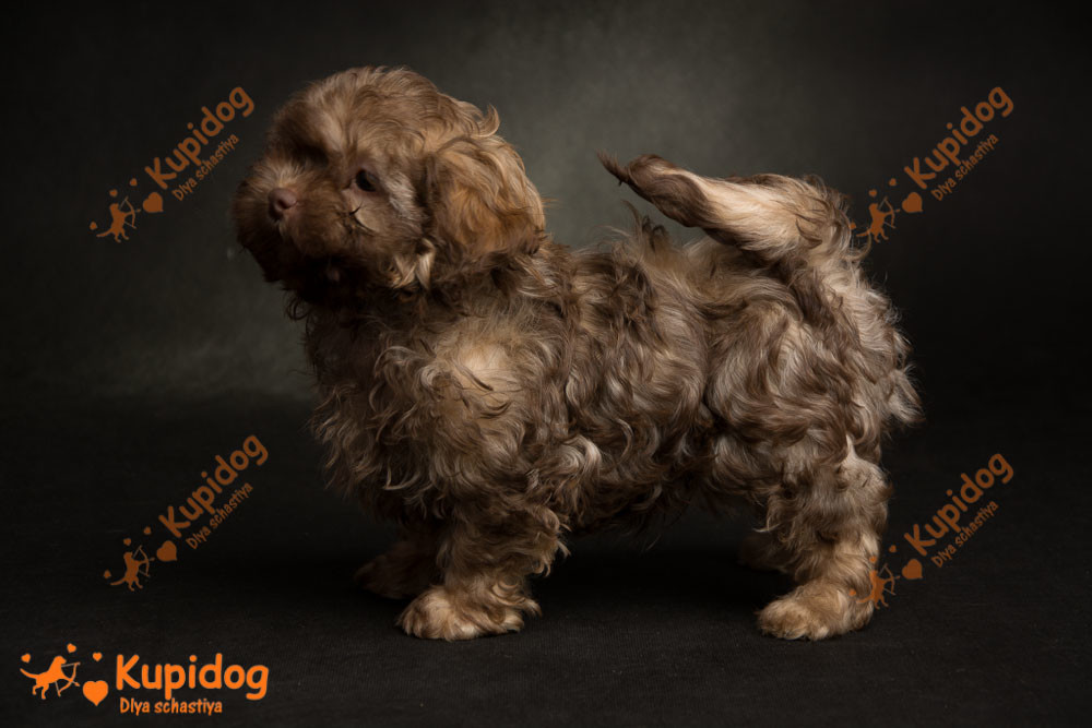 Chiot russe Tsvetnaya Bolonka