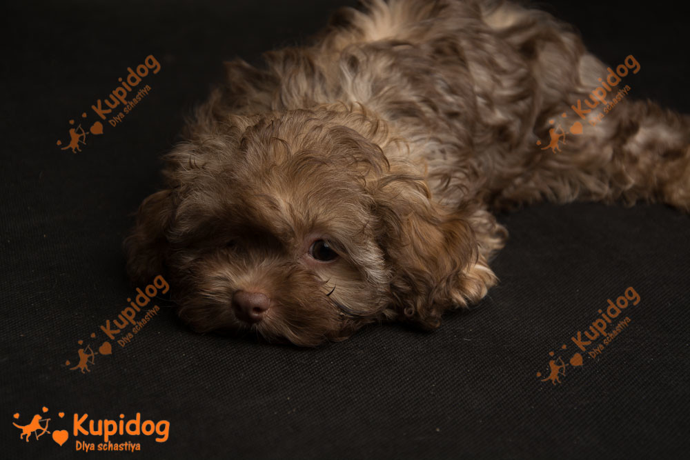 Chiot russe Tsvetnaya Bolonka