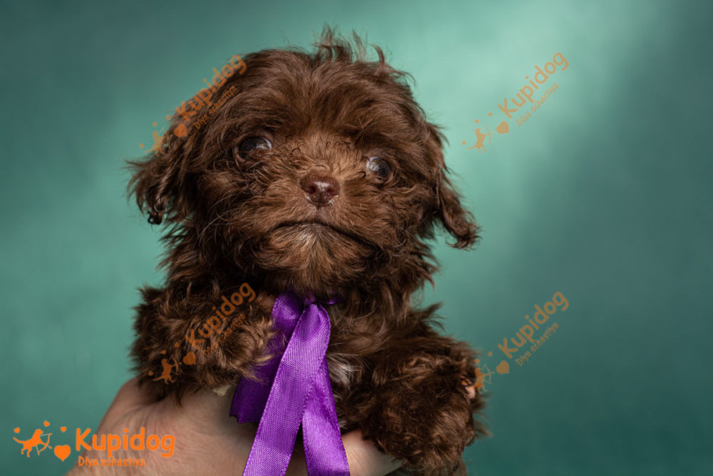 Cachorro Bolonka zwetna 02-2022_6